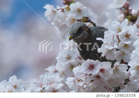 満開の桜の花にとまるヒヨドリ 満開の桜の花にとまるヒヨドリ 139818339