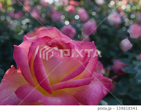 赤い薔薇レッドデビル 139818341