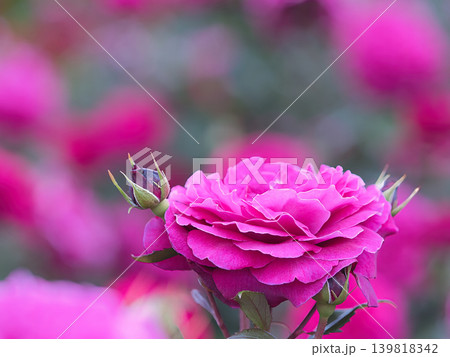 ピンクの薔薇の花ジプシーソウル 139818342