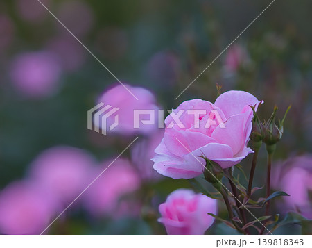 ピンク色の薔薇の花 ピンク色の薔薇の花 139818343