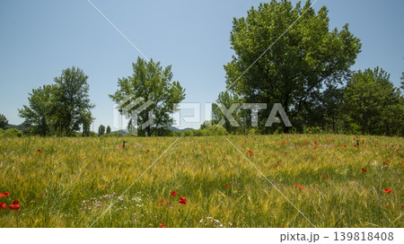 barley 139818408
