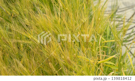 barley 139818412