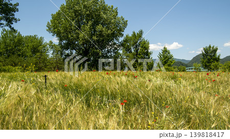 barley barley 139818417