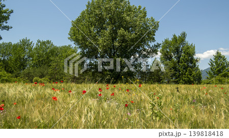 barley 139818418