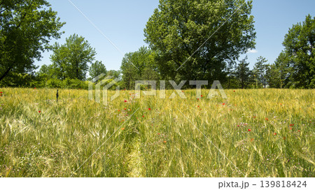 barley 139818424