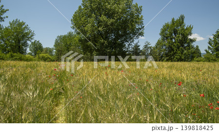 barley 139818425