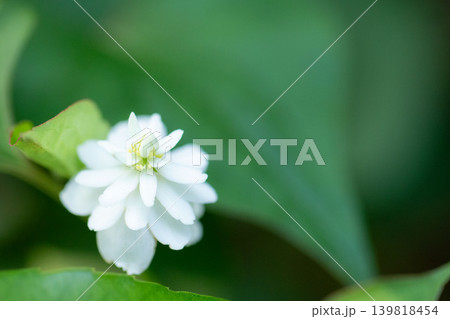 緑の葉に囲まれて咲く八重咲きドクダミの花 緑の葉に囲まれて咲く八重咲きドクダミの花 139818454