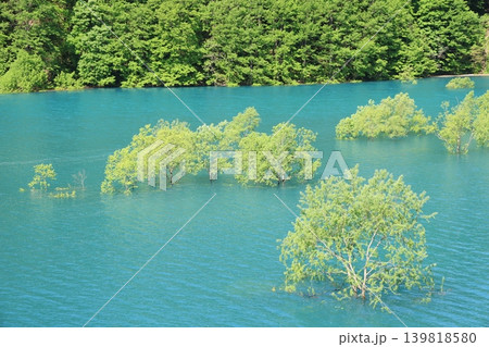 秋田県の美しいコバルトブルー秋扇湖に現れた水没林4 秋田県の美しいコバルトブルー秋扇湖に現れた水没林4 139818580