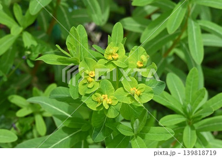 全国の河川や湿地に自生する緑色の葉の頂部に目立たないが黄色の花をつけた綺麗なノウルシ 全国の河川や湿地に自生する緑色の葉の頂部に目立たないが黄色の花をつけた綺麗なノウルシ 139818719