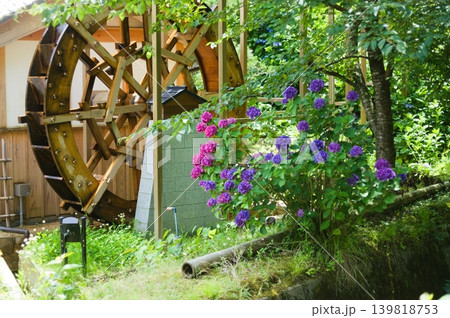 水車小屋と咲き誇る紫陽花 139818753