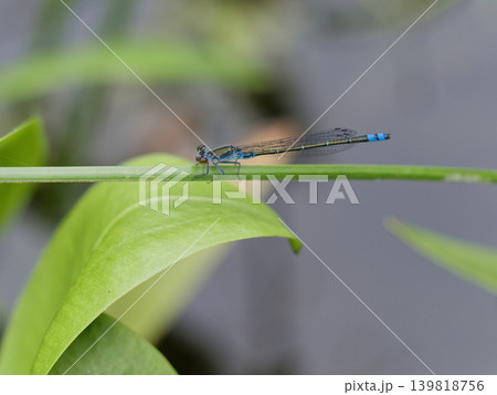 抽水植物の茎に止まるイトトンボ科クロイトトンボ♂ 139818756