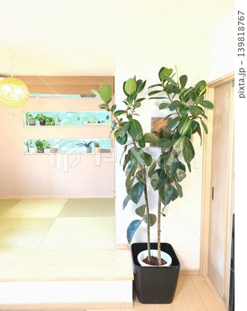 大型観葉植物インドゴムノキ(フィカスロブスター) 10号鉢 鉢植えの緑と一戸建てリビング 大型観葉植物インドゴムノキ(フィカスロブスター) 10号鉢 鉢植えの緑と一戸建てリビング 139818767