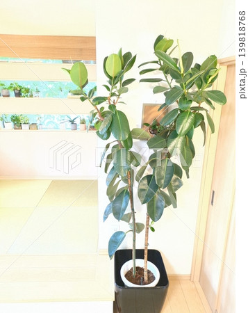 大型観葉植物インドゴムノキ（フィカスロブスター） 10号鉢 鉢植えの緑と一戸建てリビング 139818768