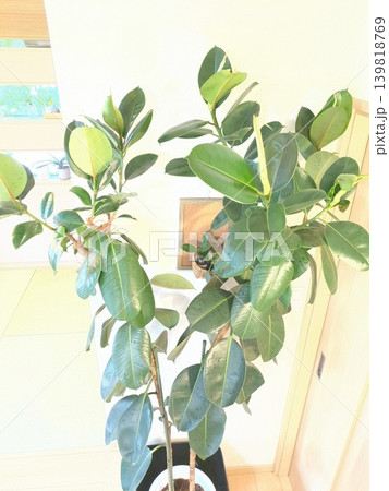 大型観葉植物インドゴムノキ(フィカスロブスター) 10号鉢 鉢植えの緑と一戸建てリビング 大型観葉植物インドゴムノキ(フィカスロブスター) 10号鉢 鉢植えの緑と一戸建てリビング 139818769