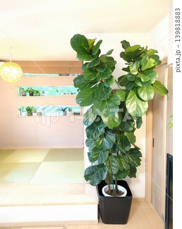 大型観葉植物カシワバゴム（フィカスリラータ） 10号鉢 鉢植えのインドアグリーンと一戸建てのリビング 139818883