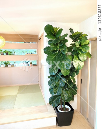 大型観葉植物カシワバゴム(フィカスリラータ) 10号鉢 鉢植えのインドアグリーンと一戸建てのリビング 大型観葉植物カシワバゴム(フィカスリラータ) 10号鉢 鉢植えのインドアグリーンと一戸建てのリビング 139818885