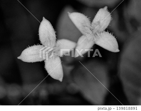 アカネ科ツルアリドウシの花 139818891
