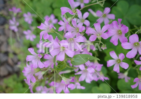 ピンクの花を咲かせる ピンクの花を咲かせる 139818958