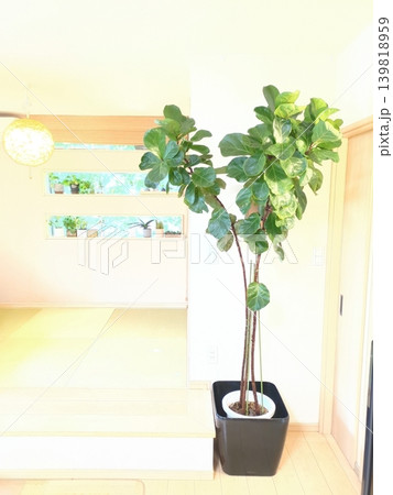 大型観葉植物カシワバゴム・バンビーノ 10号鉢 鉢植えの緑と一戸建てのリビング、フィカス属、インドア 大型観葉植物カシワバゴム・バンビーノ 10号鉢 鉢植えの緑と一戸建てのリビング、フィカス属、インドア 139818959