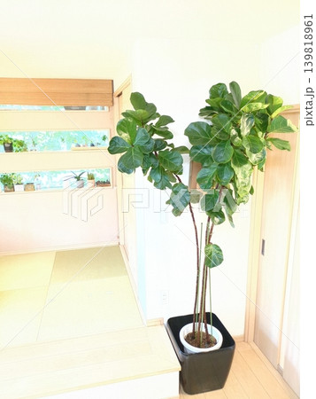 大型観葉植物カシワバゴム・バンビーノ 10号鉢 鉢植えの緑と一戸建てのリビング、フィカス属、インドア 139818961