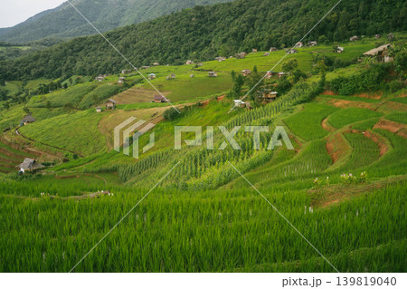 ecology travel with camping outdoor relax in rice field at chiangmai thailand in raining season 139819040