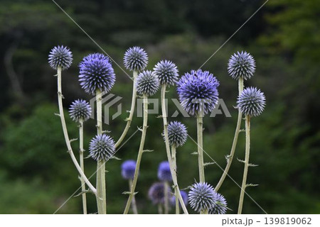 造形物のように見える何個も並んでいる瑠璃色の花の球状の花序がユニークなヒゴタイ 139819062