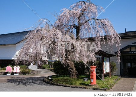 角館駅前桜 角館駅前桜 139819422
