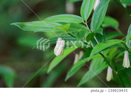 初夏の花イヌサフラン科ホウチャクソウの白い筒状花 139819435