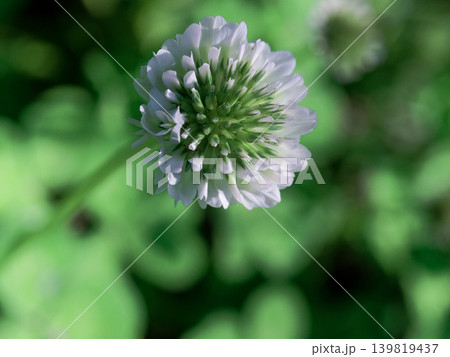 白い花 シロツメクサの花 白い花 シロツメクサの花 139819437