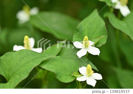 薬用植物・ドクダミの花 139819537