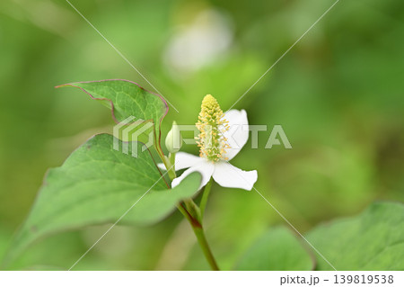 薬用植物・ドクダミの花 薬用植物・ドクダミの花 139819538