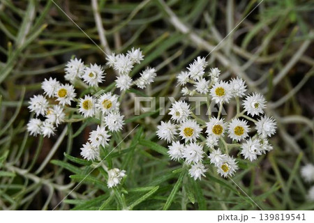 屋久島に自生する白色の花の舌状花と中心の黄色の花の筒状花の花序が綺麗なヤクシマウスユキソウ 139819541