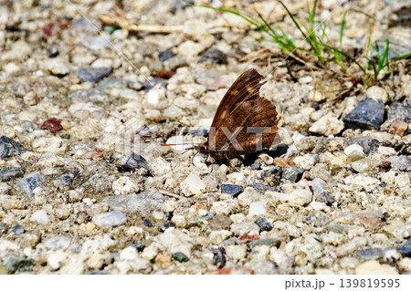 成虫越冬する蝶  タテハチョウ科テングチョウ 139819595