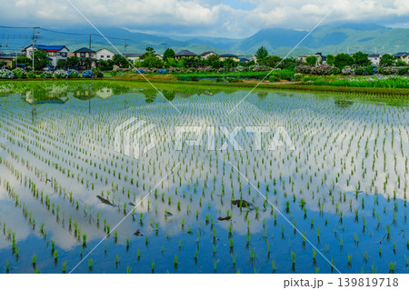 新緑とあじさいの里 水鏡に映る青空とあじさい並木(神奈川県開成町・田植え直後の水田) 新緑とあじさいの里 水鏡に映る青空とあじさい並木(神奈川県開成町・田植え直後の水田) 139819718