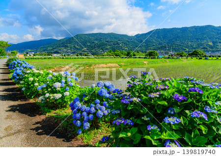 あじさい, 紫陽花, アジサイ, 花, 6月, 初夏, 梅雨, カラフル, 色とりどり, 満開, 風 あじさい, 紫陽花, アジサイ, 花, 6月, 初夏, 梅雨, カラフル, 色とりどり, 満開, 風 139819740