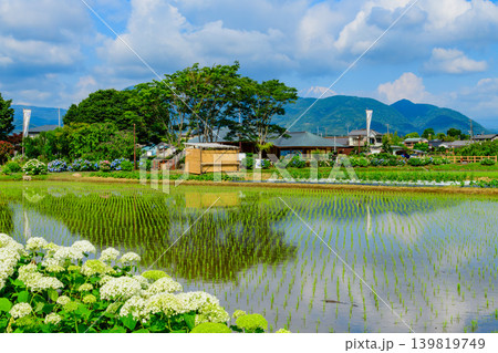 富士山を望む新緑のあじさいの里 水鏡に映る空と色とりどりの紫陽花（神奈川県開成町） 139819749