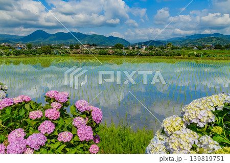 富士山を望む新緑のあじさいの里 水鏡に映る空と色とりどりの紫陽花(神奈川県開成町) 富士山を望む新緑のあじさいの里 水鏡に映る空と色とりどりの紫陽花(神奈川県開成町) 139819751