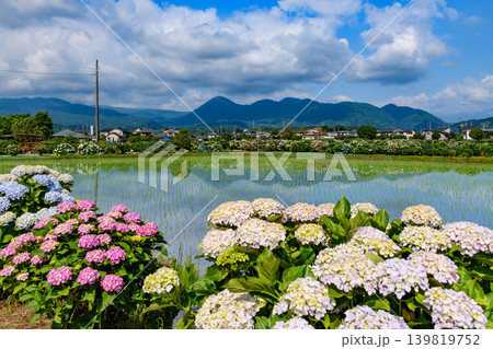 富士山を望む新緑のあじさいの里 水鏡に映る空と色とりどりの紫陽花(神奈川県開成町) 富士山を望む新緑のあじさいの里 水鏡に映る空と色とりどりの紫陽花(神奈川県開成町) 139819752