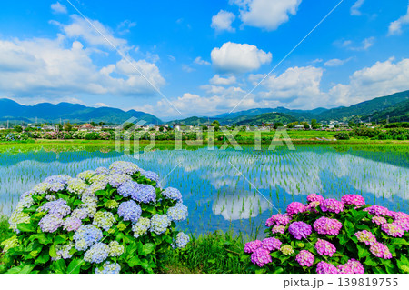 富士山を望む新緑のあじさいの里 水鏡に映る空と色とりどりの紫陽花(神奈川県開成町) 富士山を望む新緑のあじさいの里 水鏡に映る空と色とりどりの紫陽花(神奈川県開成町) 139819755