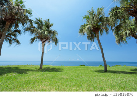 ヤシの木と芝生越しに海を望む南国の風景（鹿児島県阿久根市） 139819876