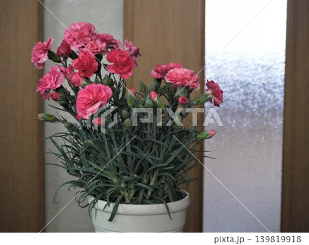 室内で咲く鉢植えのカーネーション 139819918