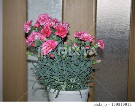 室内で咲く鉢植えのカーネーション 室内で咲く鉢植えのカーネーション 139819919