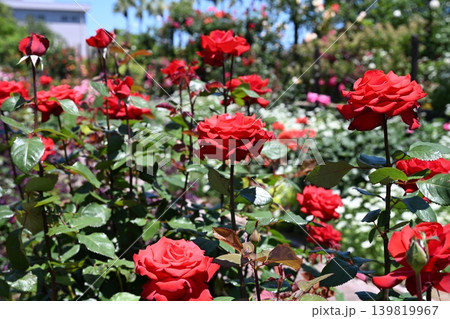 初夏のバラ園 初夏のバラ園 139819967