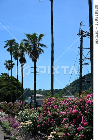 初夏のバラ園 初夏のバラ園 139819989