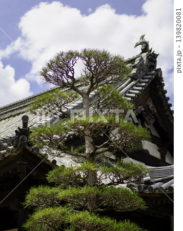 歴史ある寺院の瓦屋根と青空に映える見事な仕立て松の木 139820081