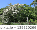 ヒトツバタゴ自生地 139820266