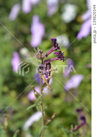 Bat faced cuphea Purple Passion 139820344