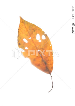 紅葉した落葉 139820455