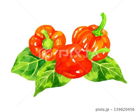 橙色（赤色）のハバネロと葉っぱのセット　野菜の手描き水彩イラスト素材 139820456