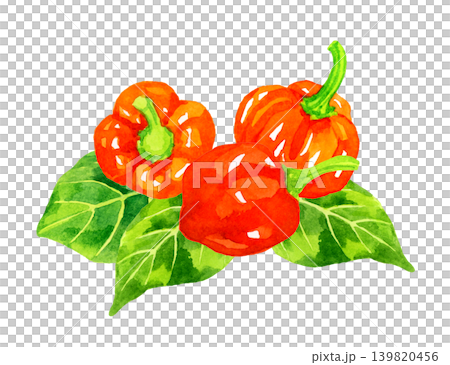 橙色（赤色）のハバネロと葉っぱのセット　野菜の手描き水彩イラスト素材 139820456